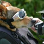 Hvordan reise med en hund pa en motorsykkel