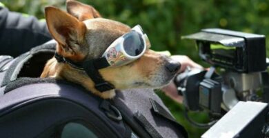 Hvordan reise med en hund på en motorsykkel? 78 Hvordan reise med en hund pa en motorsykkel