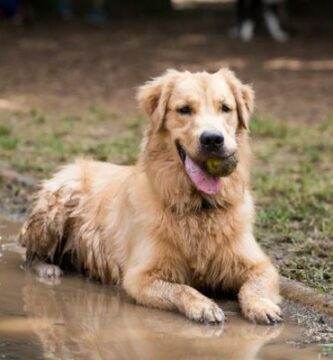 Hvordan rengjore en hund uten a bade den