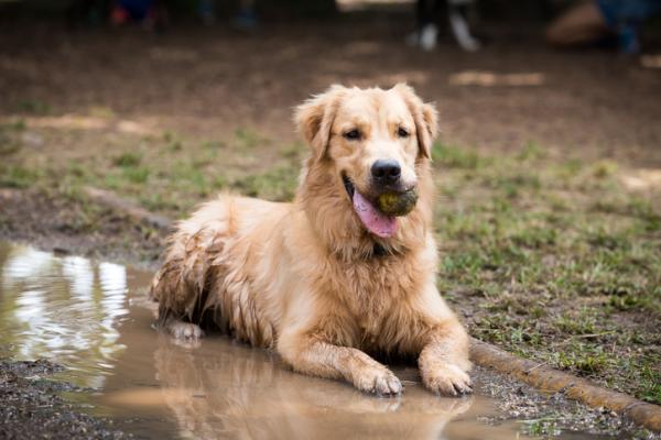 Hvordan rengjore en hund uten a bade den