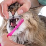 Hvordan rengjore kattens tenner