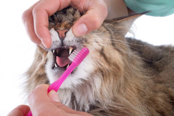 Hvordan rengjore kattens tenner