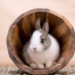 Hvordan rengjore orene pa en kanin