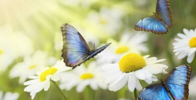 Hvordan reproduserer sommerfugler