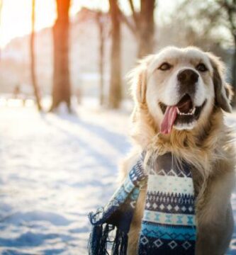 Hvordan ta en hund til snoen