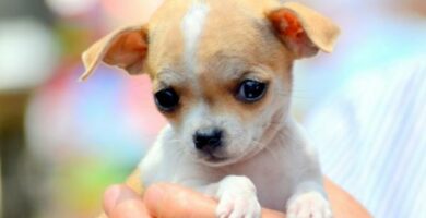 Hvordan ta vare pa en hund med hydrocephalus