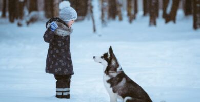 Hvordan ta vare pa en hund om vinteren