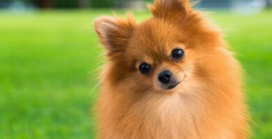 Hvordan ta vare pa haret til en Pomeranian hund