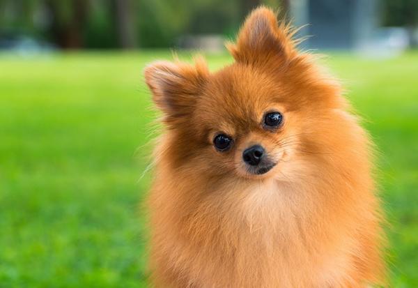 Hvordan ta vare pa haret til en Pomeranian hund