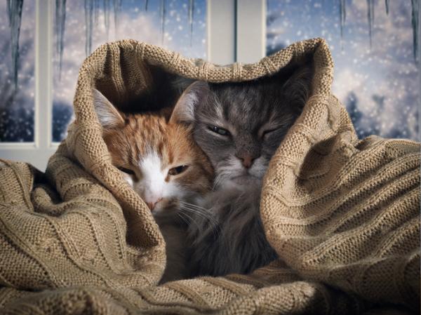 Hvordan ta vare pa katten din om vinteren