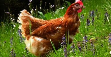 Hvordan ta vare pa kyllinger