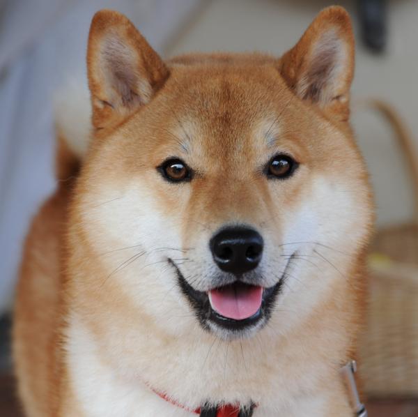 Hvordan trene min shiba inu