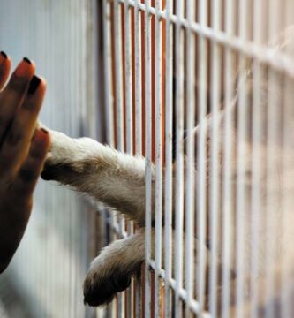 Hvorfor adoptere en loshund
