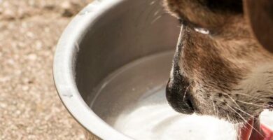 Hvorfor drikker hunden min mye vann