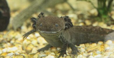 Hvorfor er axolotl i fare for a bli utryddet