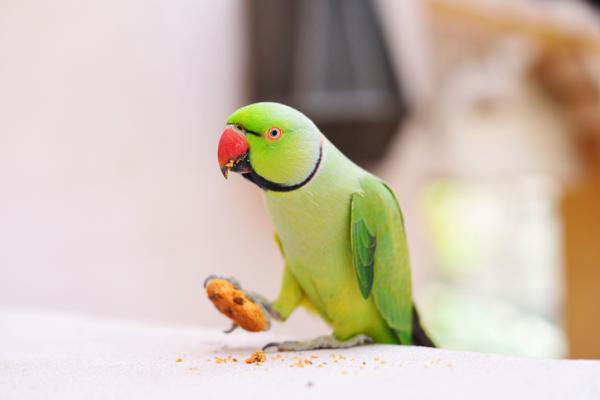 Hvorfor kaster papegoyen min mat