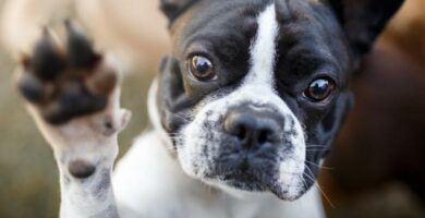 Hvorfor liker ikke hunden min a bli berort av potene