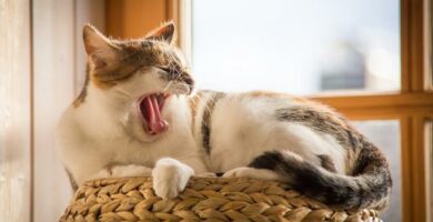 Hvorfor liker katter a sove pa hoye steder