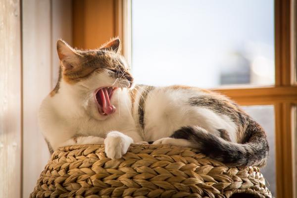 Hvorfor liker katter a sove pa hoye steder