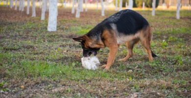 Hvorfor spiser hunden min stein