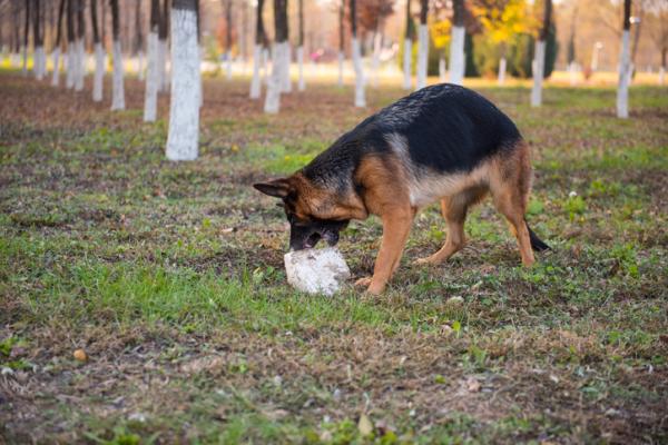 Hvorfor spiser hunden min stein