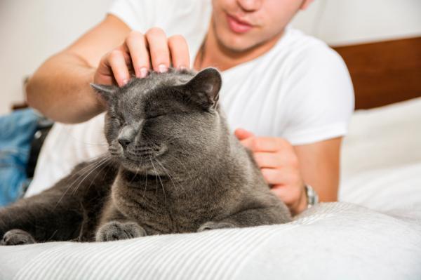 Hvorfor vekker katten min meg ved daggry