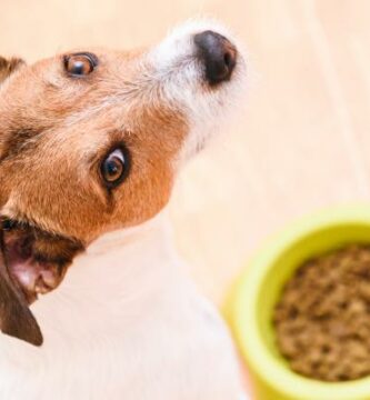 Hvorfor vil ikke hunden min spise hvis jeg ikke er