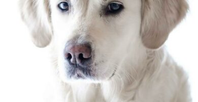 Hypertrofisk kardiomyopati hos hunder symptomer og behandling