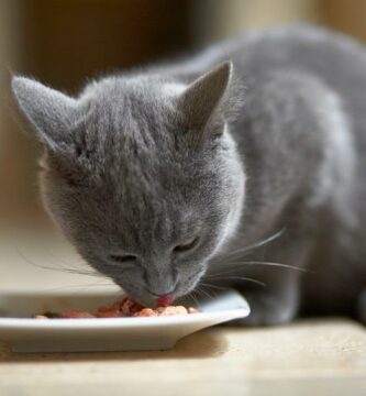 Hypoallergen diett for katter