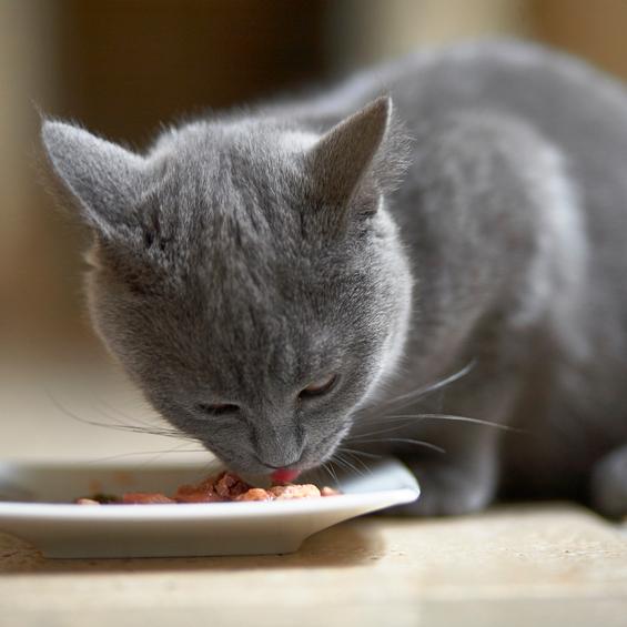 Hypoallergen diett for katter