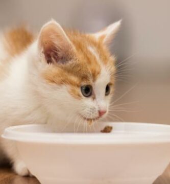 I hvilken alder spiser katter alene