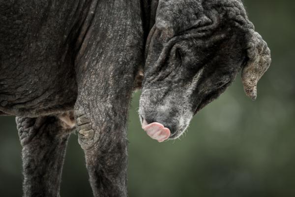 Ichthyosis hos hunder symptomer og behandling