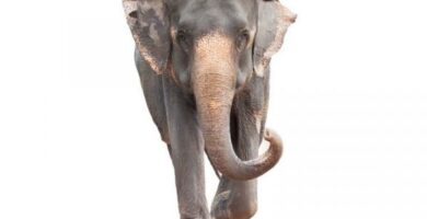 Indisk elefant