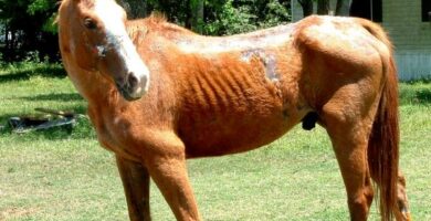Infektios anemi hos hester overforing symptomer og behandling
