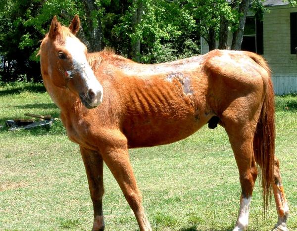 Infektios anemi hos hester overforing symptomer og behandling