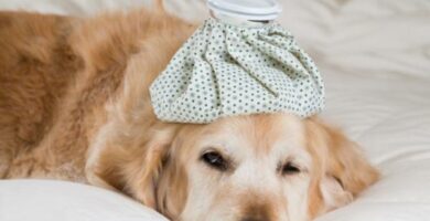 Influensa hos hunder symptomer og behandling