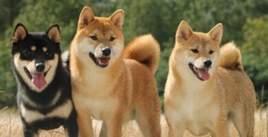 Japanske hundenavn