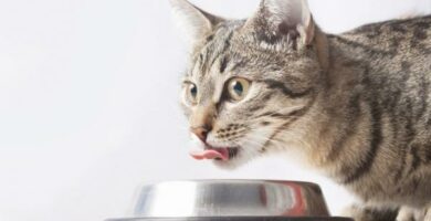 Jernrik mat til katter