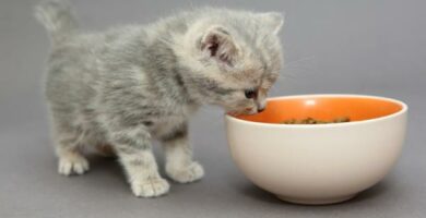 Kan en kattunge spise voksen kattemat