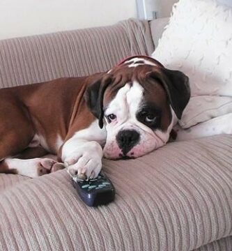 Kan hunder se pa TV