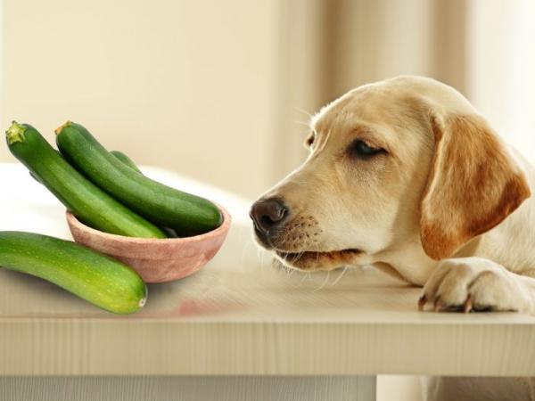 Kan hunder spise agurk