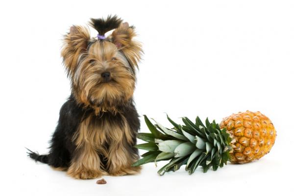 Kan hunder spise ananas