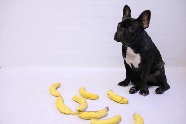 Kan hunder spise bananer