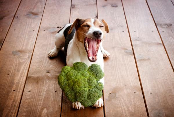 Kan hunder spise brokkoli og blomkal