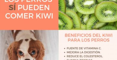 Kan hunder spise kiwi