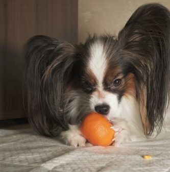 Kan hunder spise mandarin eller appelsin
