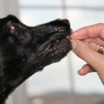 Kan hunder spise mandler