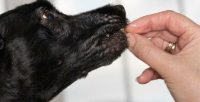 Kan hunder spise mandler
