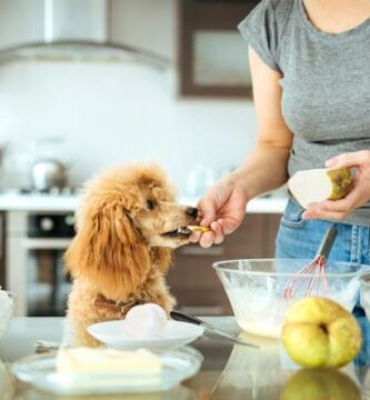 Kan hunder spise paere