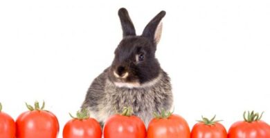 Kan kaniner spise tomat
